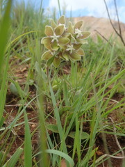 Asclepias cultriformis