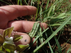 Asclepias cultriformis