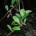 Hydrangea viburnoides - Photo (c) 陳育賢,  זכויות יוצרים חלקיות (CC BY-NC), הועלה על ידי 陳育賢