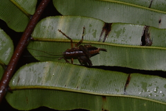 Agraeciini
