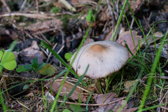 Psathyrella spadiceogrisea