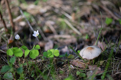 Psathyrella spadiceogrisea