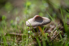 Psathyrella spadiceogrisea