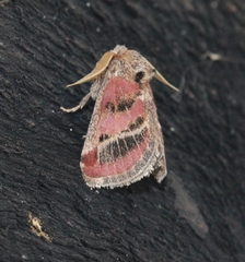 Susicina pyrocausta