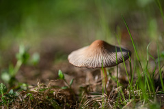Psathyrella spadiceogrisea