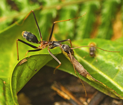 Leptomyrmex rothneyi
