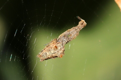 Uloborus plumipes