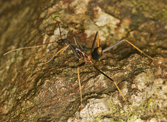 Leptomyrmex rothneyi