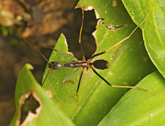 Leptomyrmex rothneyi