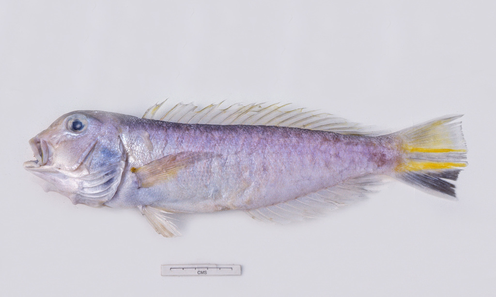 Ward's Tilefish
