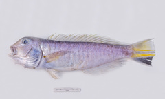 Ward's Tilefish photo 1