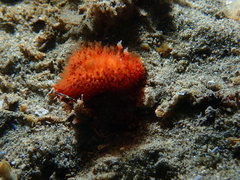 Madrella ferruginosa