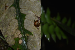 Ovachlamys