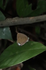 Arhopala pseudomuta
