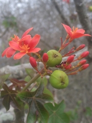 Jatropha nudicaulis