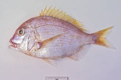 Dentex spariformis