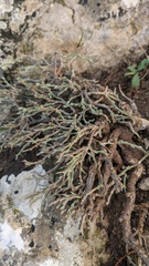 Genista albida