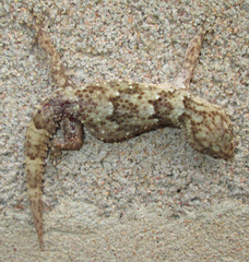 Chondrodactylus turneri