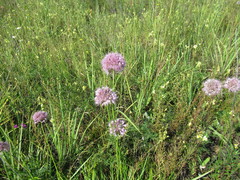 Allium splendens