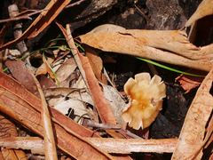 Collybia eucalyptorum