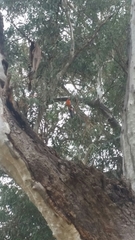 Platycercus elegans adelaidae