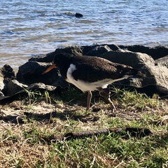 Haematopus longirostris