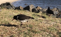 Haematopus longirostris
