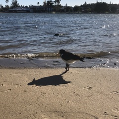 Haematopus longirostris