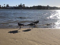 Haematopus longirostris