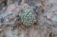 Orostachys thyrsiflora
