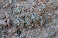 Orostachys thyrsiflora