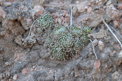 Orostachys thyrsiflora
