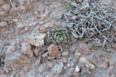 Orostachys thyrsiflora