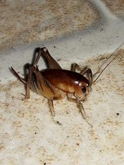 Apotetamenus clipeatus