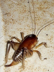 Apotetamenus clipeatus