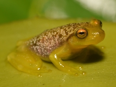 Phyllodytes