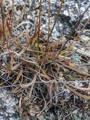 Cephalaria coriacea
