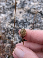 Cephalaria coriacea