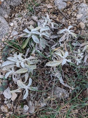 Sideritis catillaris