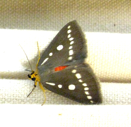 Calesia zambesita