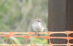 Rhynchospiza strigiceps