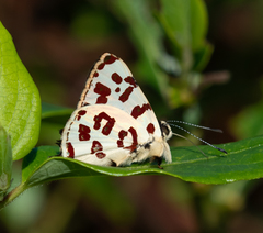 Anteros bracteata