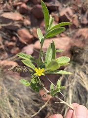 Afroqueta capensis