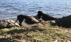Haematopus longirostris