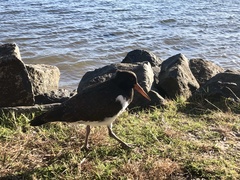 Haematopus longirostris