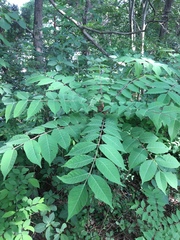 Toxicodendron succedaneum