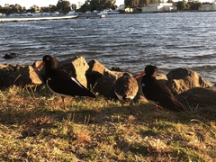 Haematopus longirostris