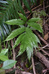 Pteris fauriei