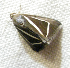Chalciope delta