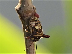 Alcimocoris coronatus